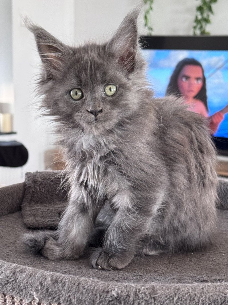 ZOLY Des joyaux d’Égypte Femelle Maine coon
