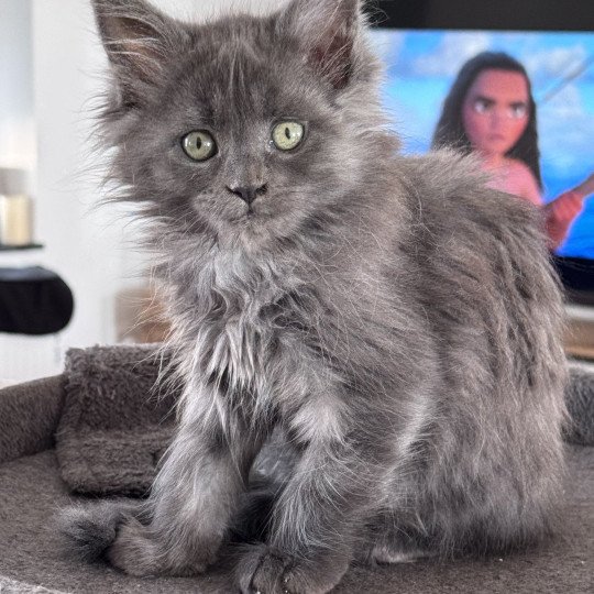 ZOLY Des joyaux d’Égypte Femelle Maine coon