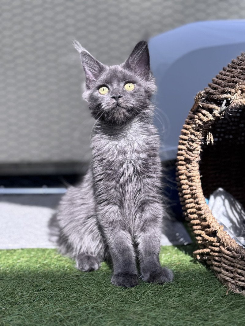 ZOLY Des joyaux d’Égypte Femelle Maine coon