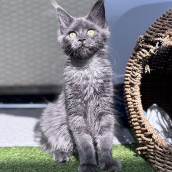 chaton Maine coon blue smoke ZOLY Chatterie Des Joyaux d’Égypte chaton Maine coon blue smoke ZOLY Chatterie Des Joyaux d’Égypte