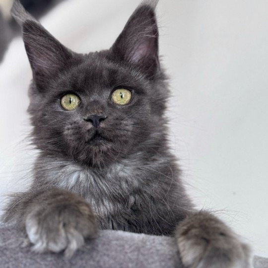 chaton Maine coon blue smoke ZOLY Chatterie Des Joyaux d’Égypte