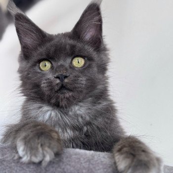 chaton Maine coon blue smoke ZOLY Chatterie Des Joyaux d’Égypte chaton Maine coon blue smoke ZOLY Chatterie Des Joyaux d’Égypte