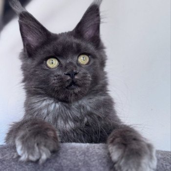 chaton Maine coon blue smoke ZOLY Chatterie Des Joyaux d’Égypte chaton Maine coon blue smoke ZOLY Chatterie Des Joyaux d’Égypte