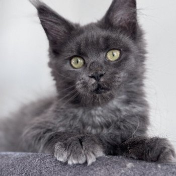 chaton Maine coon blue smoke ZOLY Chatterie Des Joyaux d’Égypte chaton Maine coon blue smoke ZOLY Chatterie Des Joyaux d’Égypte