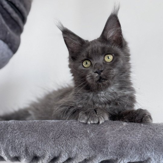 chaton Maine coon blue smoke ZOLY Chatterie Des Joyaux d’Égypte