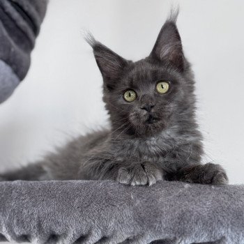 chaton Maine coon blue smoke ZOLY Chatterie Des Joyaux d’Égypte chaton Maine coon blue smoke ZOLY Chatterie Des Joyaux d’Égypte