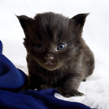 chaton Maine coon black Woody Chatterie Des Joyaux d’Égypte