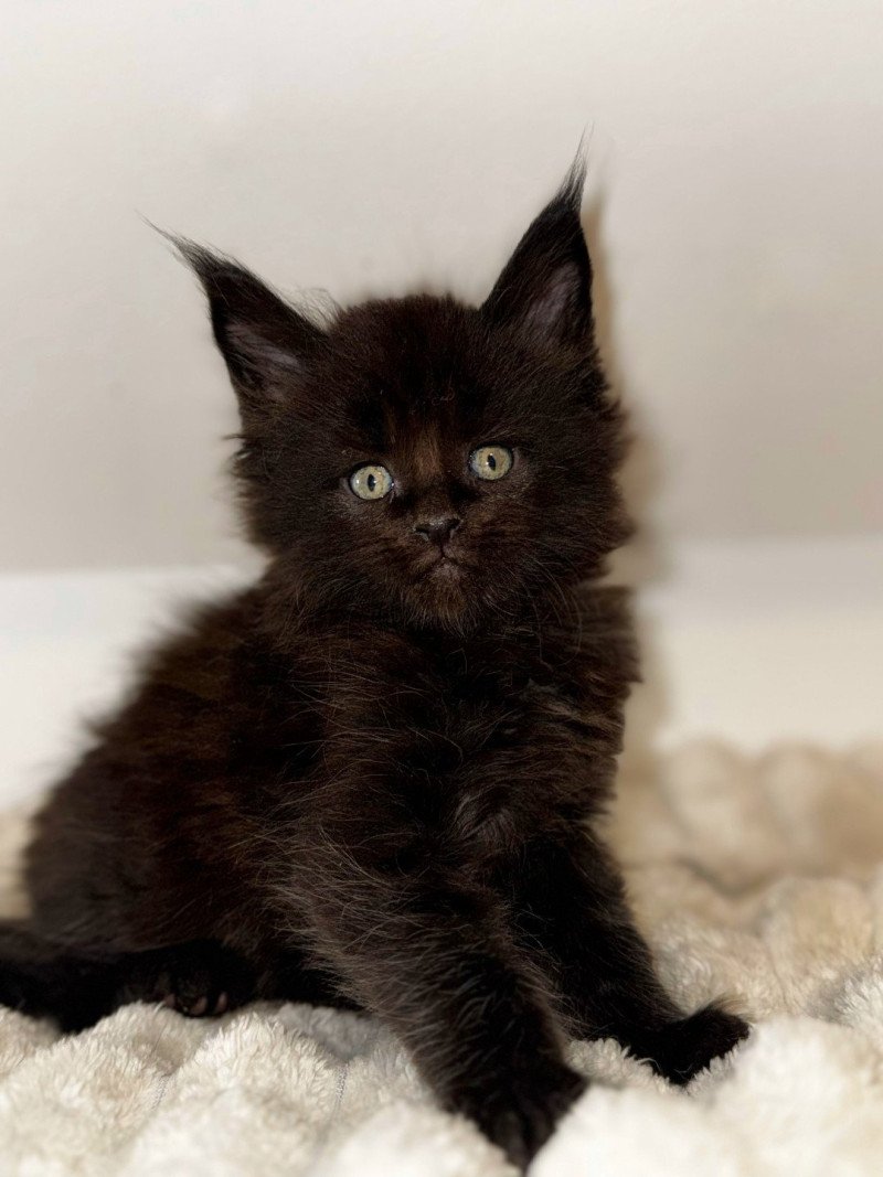 WOODY Des joyaux d’Égypte Mâle Maine coon