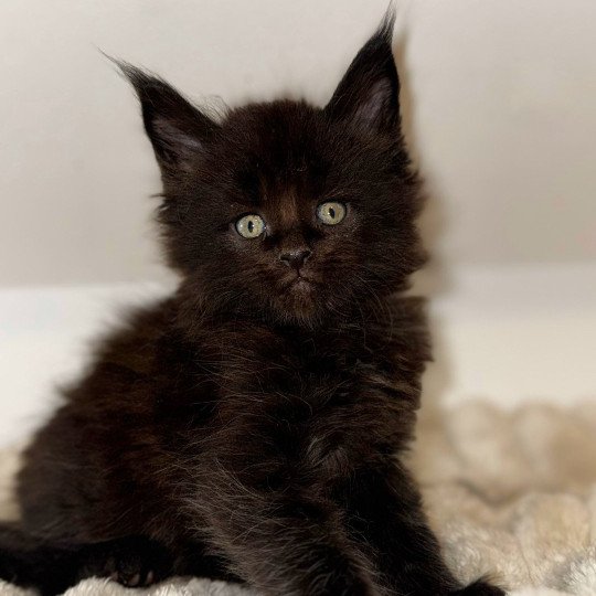 WOODY Des joyaux d’Égypte Mâle Maine coon