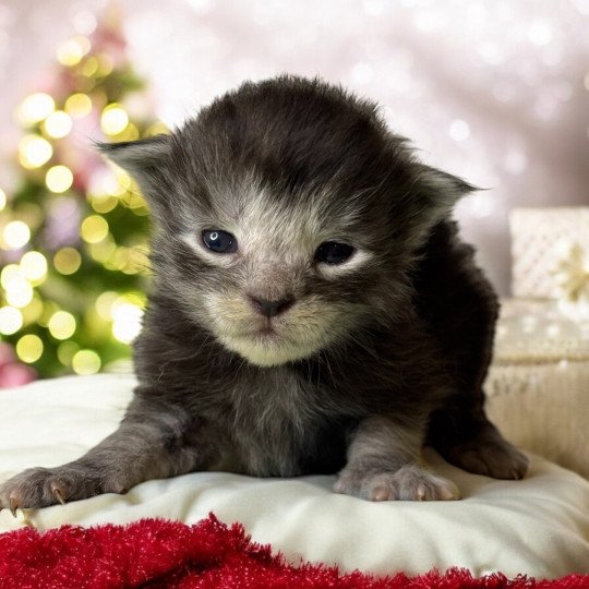 chaton Maine coon black smoke Chatterie Des Joyaux d’Égypte