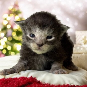 chaton Maine coon black smoke Chatterie Des Joyaux d’Égypte