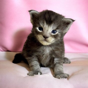 chaton Maine coon black smoke Yumi Chatterie Des Joyaux d’Égypte