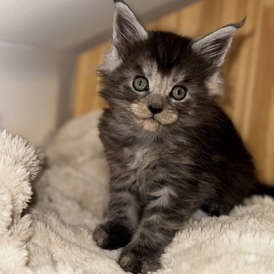 chaton Maine coon black smoke YUMI Chatterie Des Joyaux d’Égypte