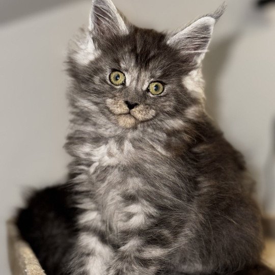 YUMI Des joyaux d’Égypte Femelle Maine coon