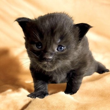 chaton Maine coon black Zelda Chatterie Des Joyaux d’Égypte