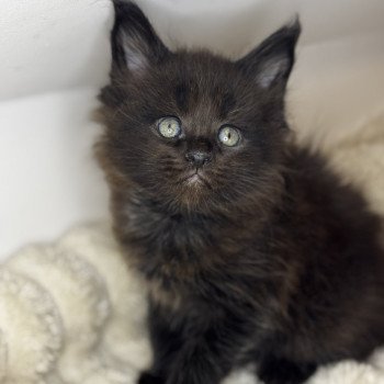 chaton Maine coon black ZELDA Chatterie Des Joyaux d’Égypte