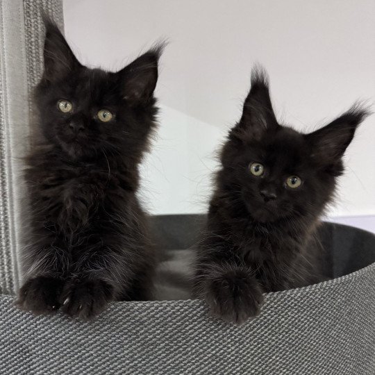 chaton Maine coon black ZELDA Chatterie Des Joyaux d’Égypte