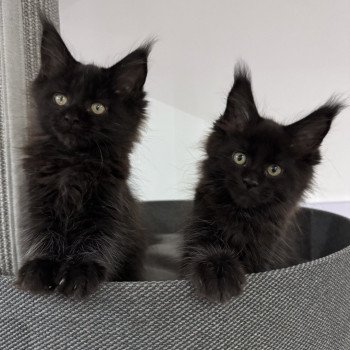chaton Maine coon black ZELDA Chatterie Des Joyaux d’Égypte