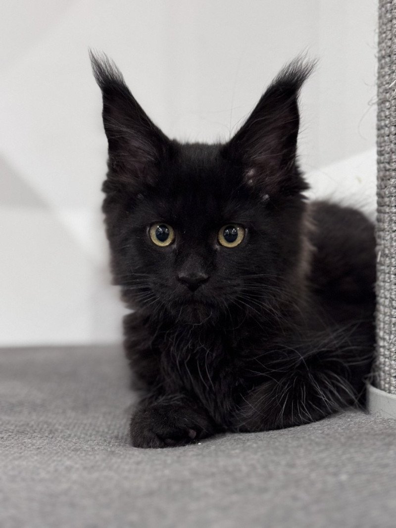 ZELDA Des joyaux d’Égypte Femelle Maine coon