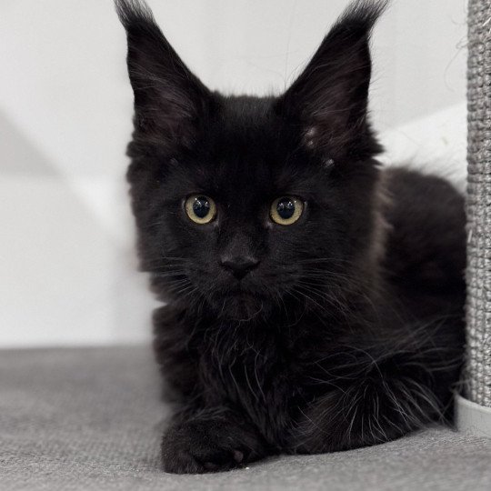 ZELDA Des joyaux d’Égypte Femelle Maine coon