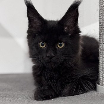 chaton Maine coon black ZELDA Chatterie Des Joyaux d’Égypte