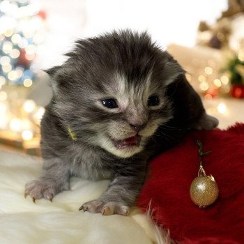 chaton Maine coon black smoke Chatterie Des Joyaux d’Égypte