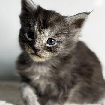 chaton Maine coon black smoke Yuna Chatterie Des Joyaux d’Égypte
