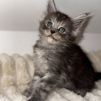 chaton Maine coon black smoke YUNA Chatterie Des Joyaux d’Égypte