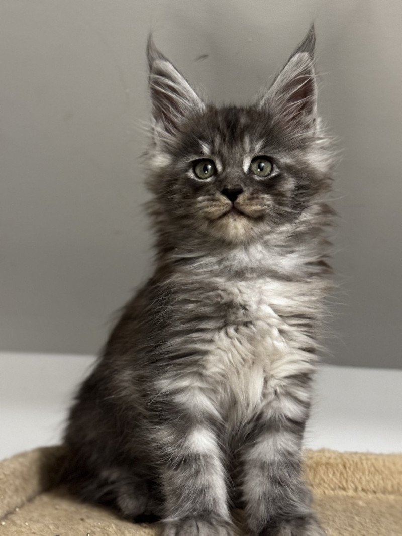 YUNA Des joyaux d’Égypte Femelle Maine coon
