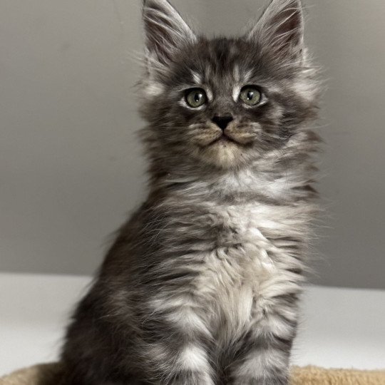 YUNA Des joyaux d’Égypte Femelle Maine coon