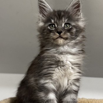 chaton Maine coon black smoke YUNA Chatterie Des Joyaux d’Égypte