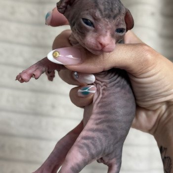 chaton Sphynx brown tabby bicolor Chatterie Des Joyaux d’Égypte chaton Sphynx brown tabby bicolor Chatterie Des Joyaux d’Égypte