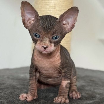 chaton Sphynx brown tabby & blanc Aura Chatterie Des Joyaux d’Égypte chaton Sphynx brown tabby & blanc Aura Chatterie Des Joyaux d’Égypte