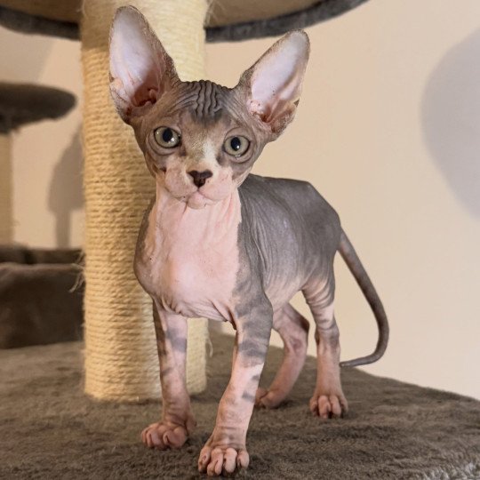 chaton Sphynx brown tabby & blanc Aura Chatterie Des Joyaux d’Égypte