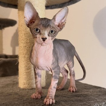 chaton Sphynx brown tabby & blanc Aura Chatterie Des Joyaux d’Égypte chaton Sphynx brown tabby & blanc Aura Chatterie Des Joyaux d’Égypte