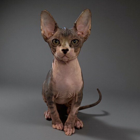 Aura Des joyaux d’Égypte Femelle Sphynx