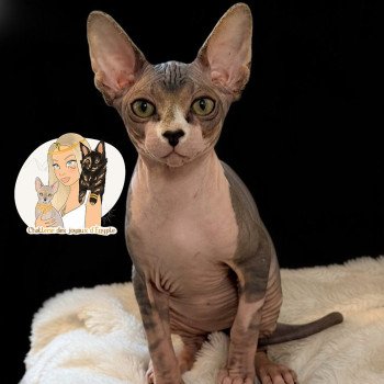 chaton Sphynx brown tabby & blanc Aura Chatterie Des Joyaux d’Égypte