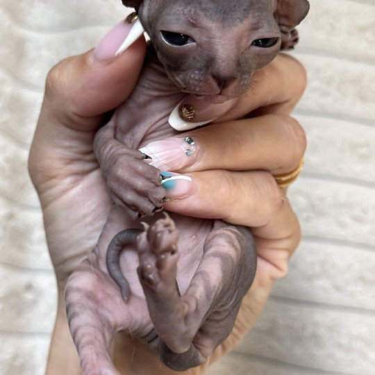 chaton Sphynx brown tabby Chatterie Des Joyaux d’Égypte
