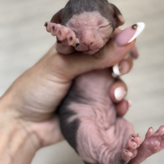chaton Sphynx black bicolor Chatterie Des Joyaux d’Égypte