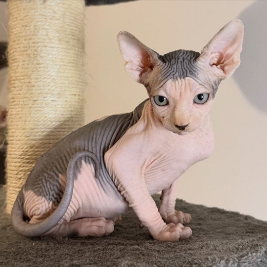 chaton Sphynx brown tabby bicolor & blanc Apollon Chatterie Des Joyaux d’Égypte