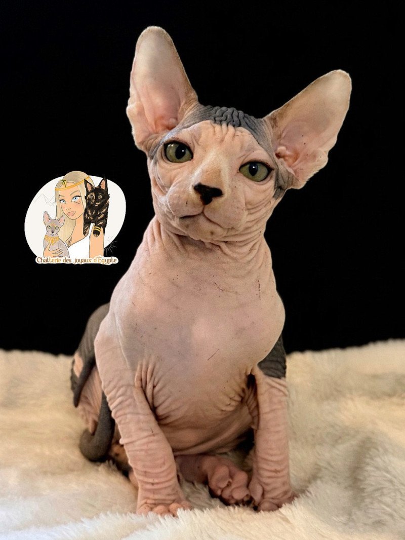 APOLLON Des joyaux d’Égypte Mâle Sphynx