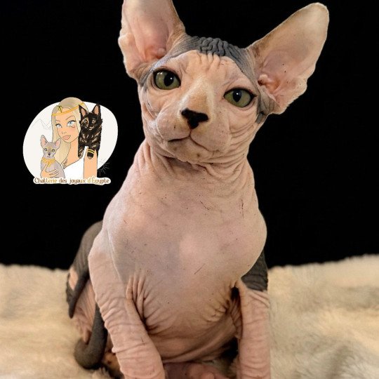 APOLLON Des joyaux d’Égypte Mâle Sphynx