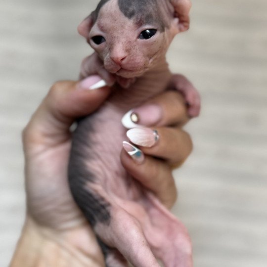 chaton Sphynx brown tabby bicolor Chatterie Des Joyaux d’Égypte