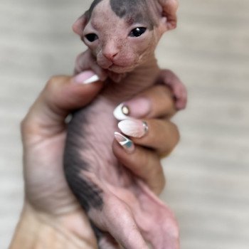 chaton Sphynx brown tabby bicolor Chatterie Des Joyaux d’Égypte chaton Sphynx brown tabby bicolor Chatterie Des Joyaux d’Égypte