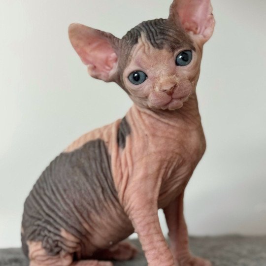 chaton Sphynx brown tabby bicolor & blanc Amaya Chatterie Des Joyaux d’Égypte