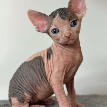 chaton Sphynx brown tabby bicolor & blanc Amaya Chatterie Des Joyaux d’Égypte chaton Sphynx brown tabby bicolor & blanc Amaya Chatterie Des Joyaux d’Égypte