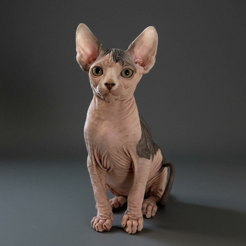 Amaya Des joyaux d’Égypte Femelle Sphynx
