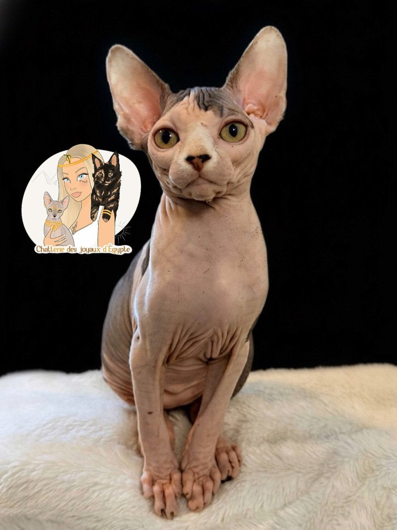 AMAYA Des joyaux d’Égypte Femelle Sphynx