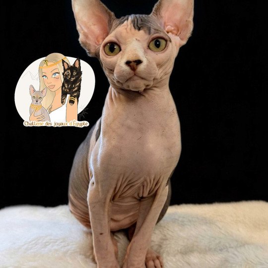 AMAYA Des joyaux d’Égypte Femelle Sphynx