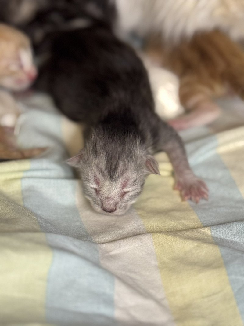 Akila Des joyaux d’Égypte Mâle Maine coon